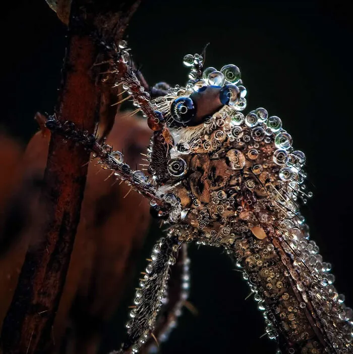 Close-up macro photo of a dragonfly covered in glistening dew drops on a branch.