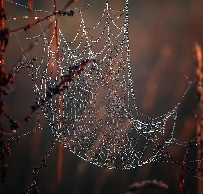 Macro photo of a delicate spider web glinting with dew in warm morning light.