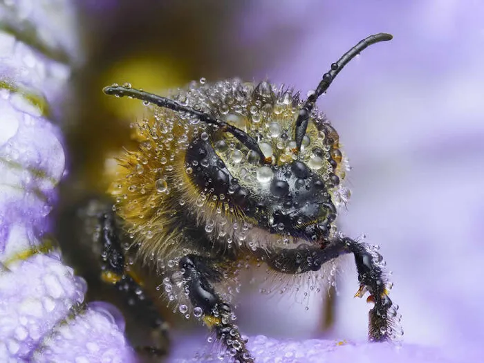 Detailed macro photo of a bee covered in dew drops inside a purple flower.