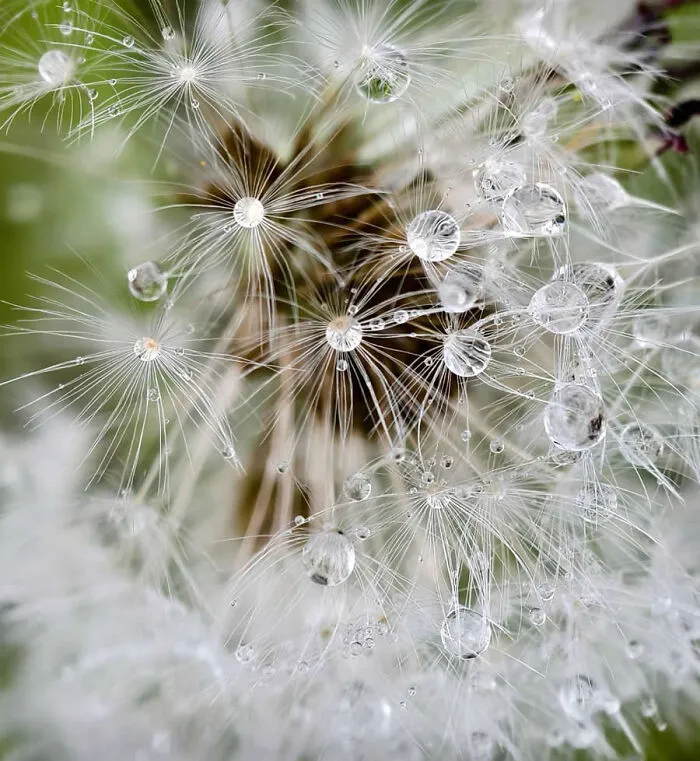 Macro photo showing water droplets shimmering on delicate dandelion seeds.