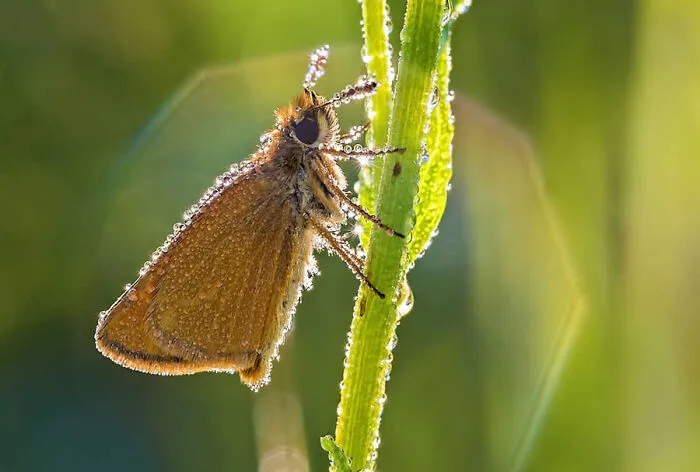 Macro photo of a brown moth covered in dew resting on a green plant stem.