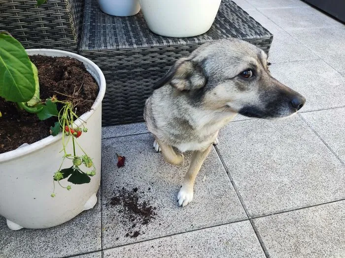 Dog sitting near dirt spilled from a knocked-over potted plant outside