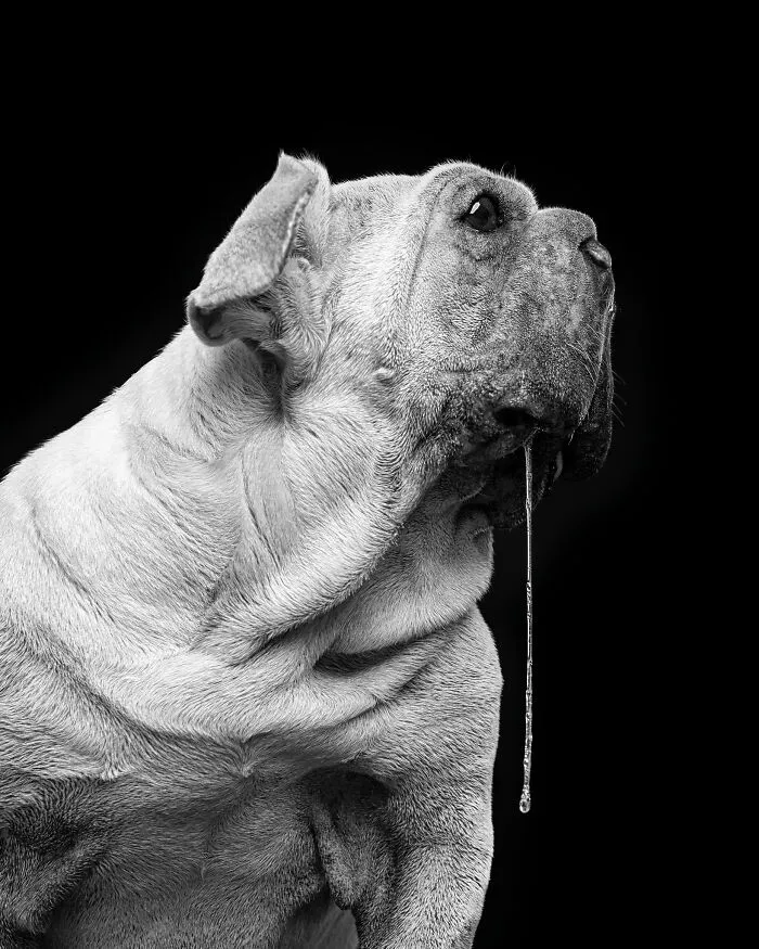 I Took 19 Photos Of Mork, A Rescue Dog Who Proves Different Is Unforgettable