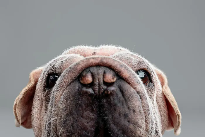 I Took 19 Photos Of Mork, A Rescue Dog Who Proves Different Is Unforgettable