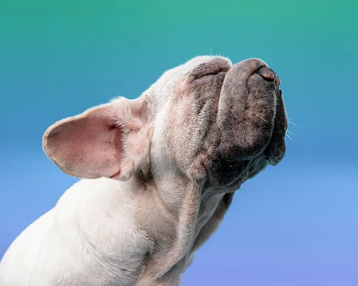 I Took 19 Photos Of Mork, A Rescue Dog Who Proves Different Is Unforgettable