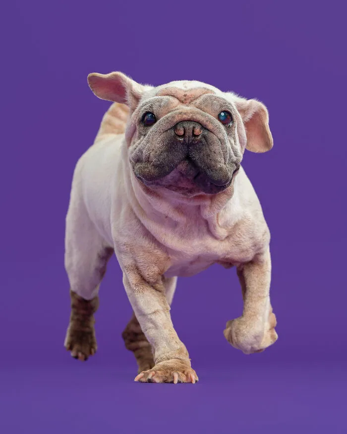 I Took 19 Photos Of Mork, A Rescue Dog Who Proves Different Is Unforgettable