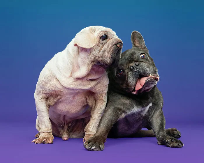 I Took 19 Photos Of Mork, A Rescue Dog Who Proves Different Is Unforgettable