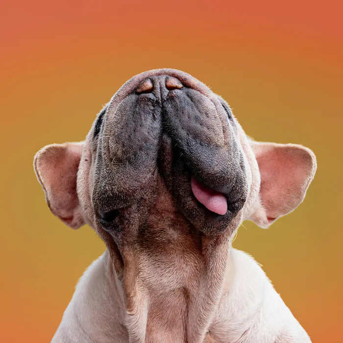 I Took 19 Photos Of Mork, A Rescue Dog Who Proves Different Is Unforgettable