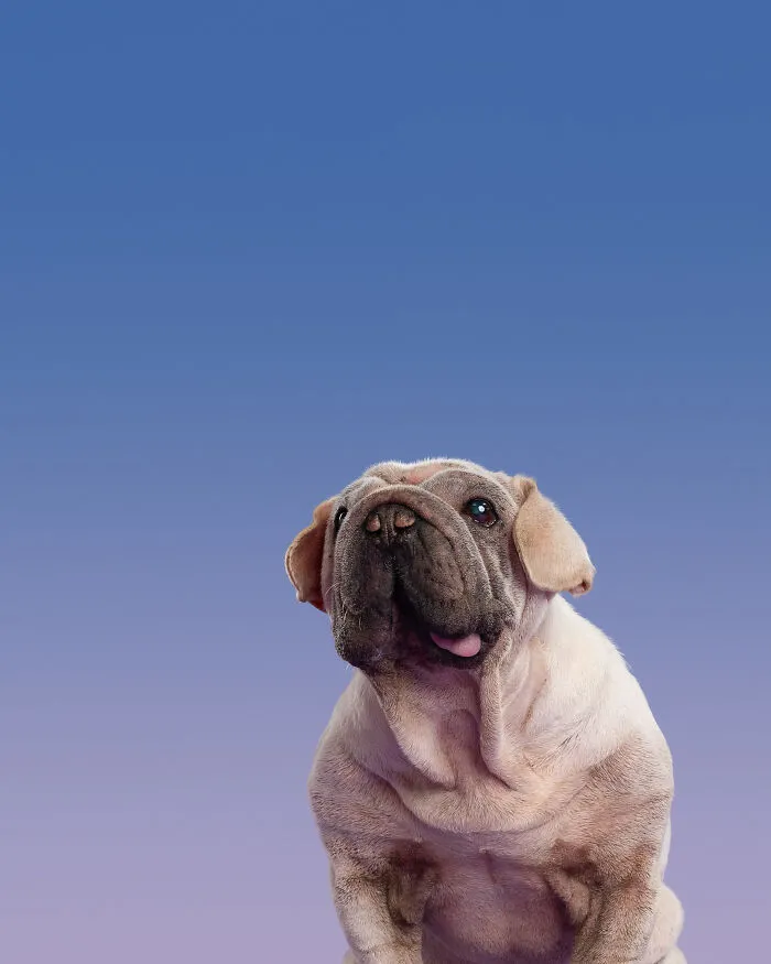 I Took 19 Photos Of Mork, A Rescue Dog Who Proves Different Is Unforgettable