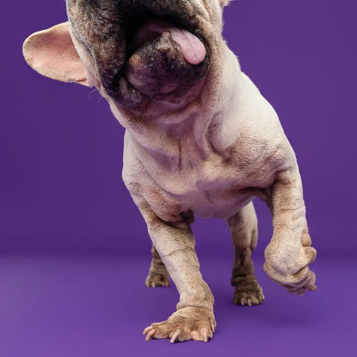 I Took 19 Photos Of Mork, A Rescue Dog Who Proves Different Is Unforgettable