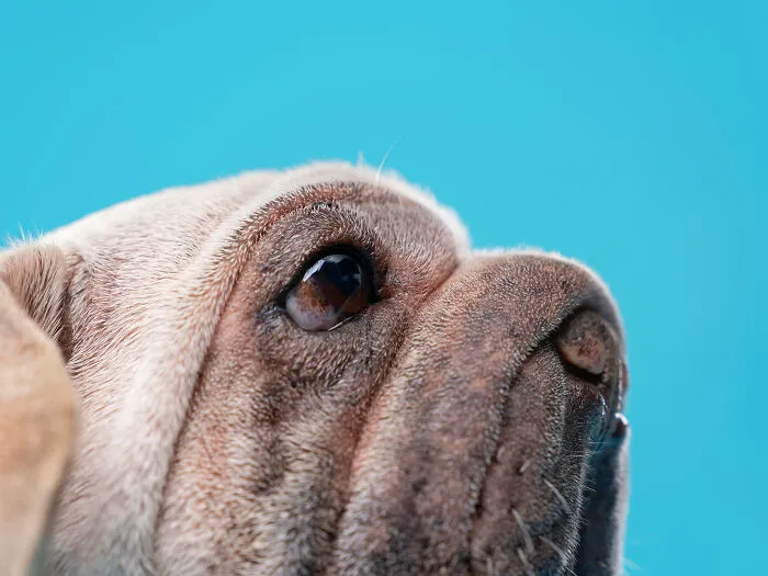 I Took 19 Photos Of Mork, A Rescue Dog Who Proves Different Is Unforgettable