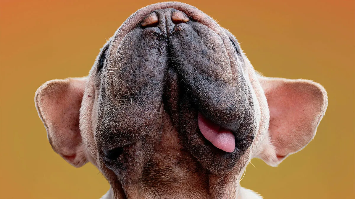 I Took 19 Photos Of Mork, A Rescue Dog Who Proves Different Is Unforgettable