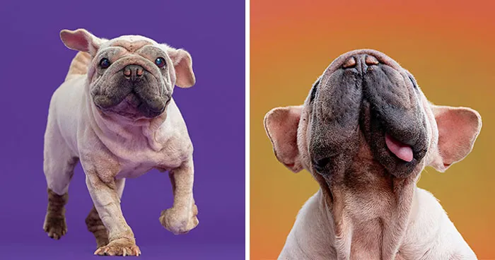 I Took 19 Photos Of Mork, A Rescue Dog Who Proves Different Is Unforgettable