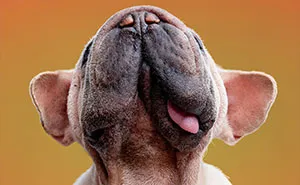 I Took 19 Photos Of Mork, A Rescue Dog Who Proves Different Is Unforgettable