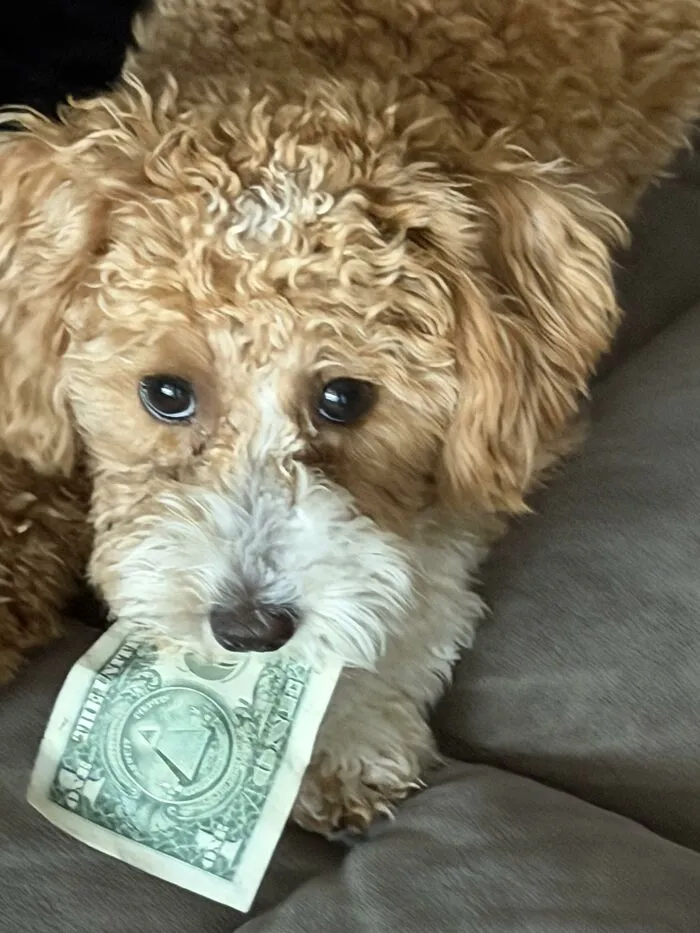 Curly brown dog holding a dollar bill in its mouth indoors