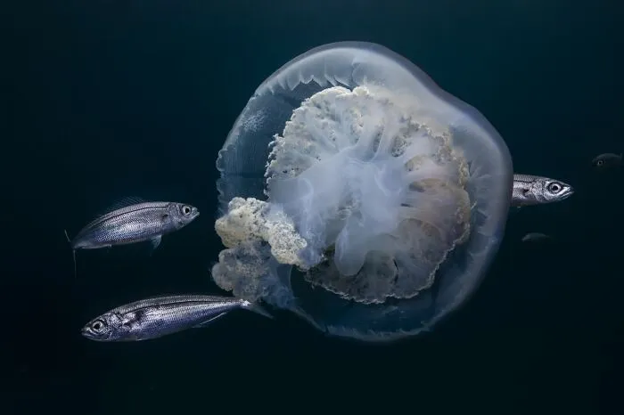 Close-up wildlife photo of a translucent jellyfish surrounded by small fish underwater