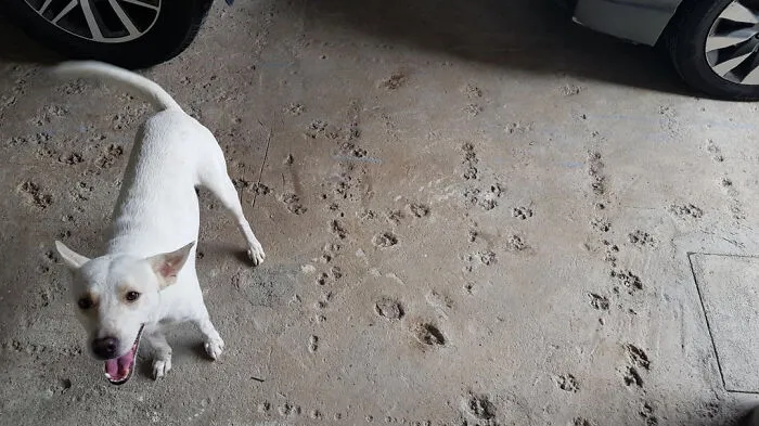 A happy white dog standing on concrete filled with paw prints, illustrating a home renovation mishap.