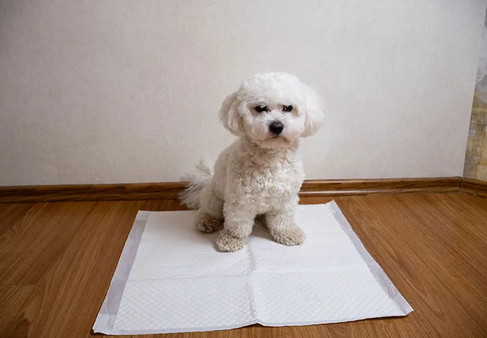 A small white dog sitting on a pee pad indoors, representing red flags spotted in someone's home.