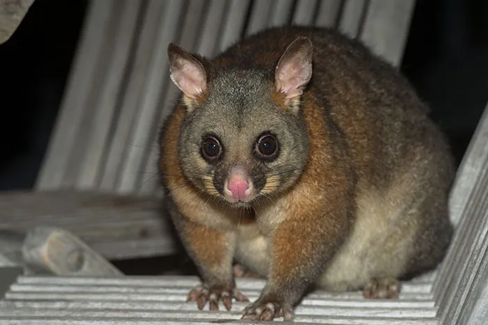 A wild possum sitting indoors on a wooden chair in someone's home.
