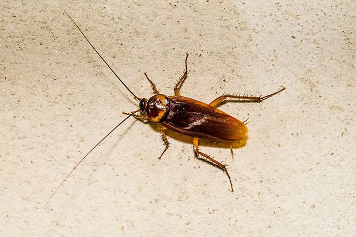 A cockroach crawling on the wall inside someone's home