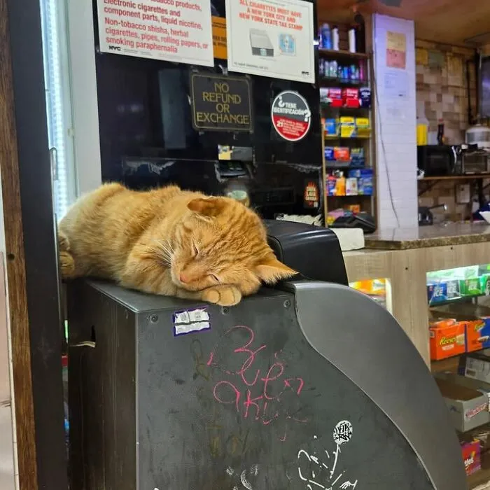 Ginger bodega cat sleeping on a store cash register under no refund or exchange sign
