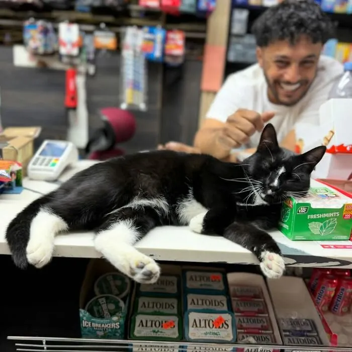 Black and white NYC bodega cat lying on store counter with smiling clerk in background