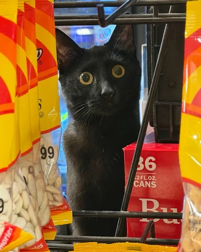 Black bodega cat peeking through store shelves with snacks and drinks around