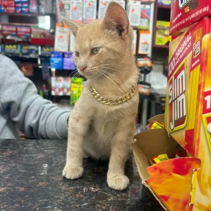Light brown bodega cat wearing a gold chain sitting on a store counter