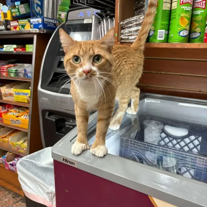 Orange and white NYC bodega cat standing on freezer in store aisle