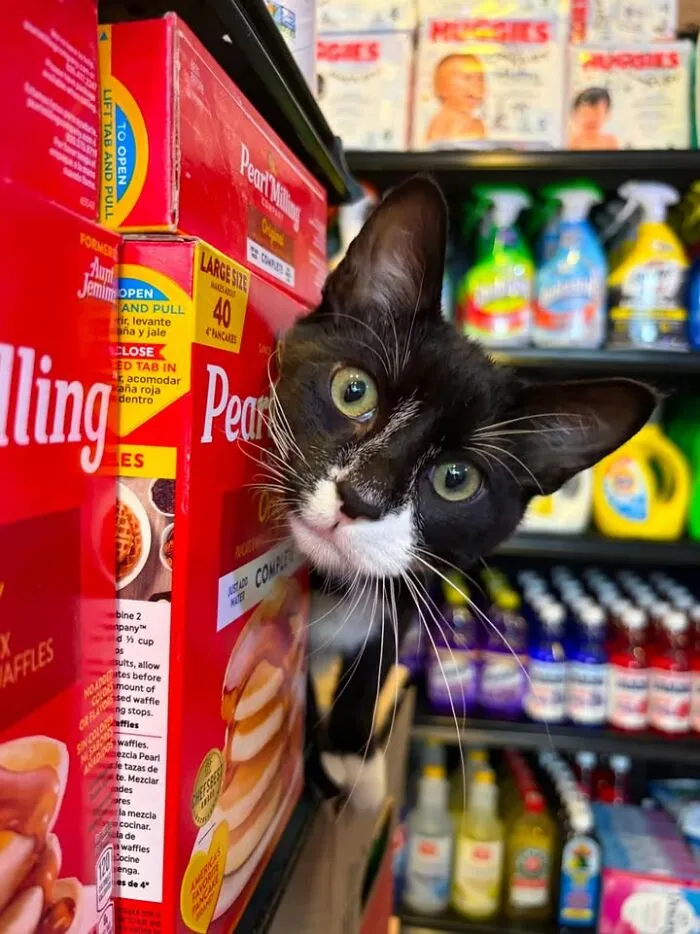 Black and white bodega cat peeking out from behind pancake boxes in NYC bodega