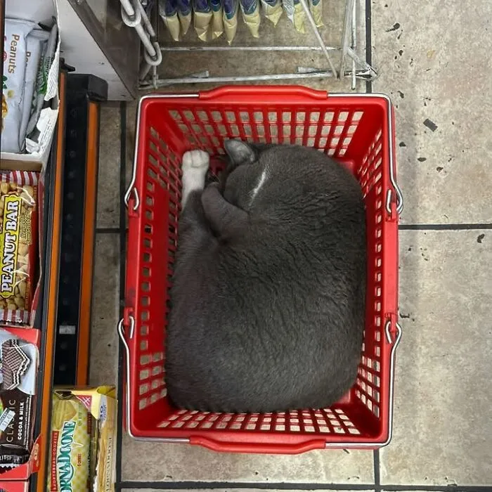 Gray bodega cat curled up inside red shopping basket on bodega floor