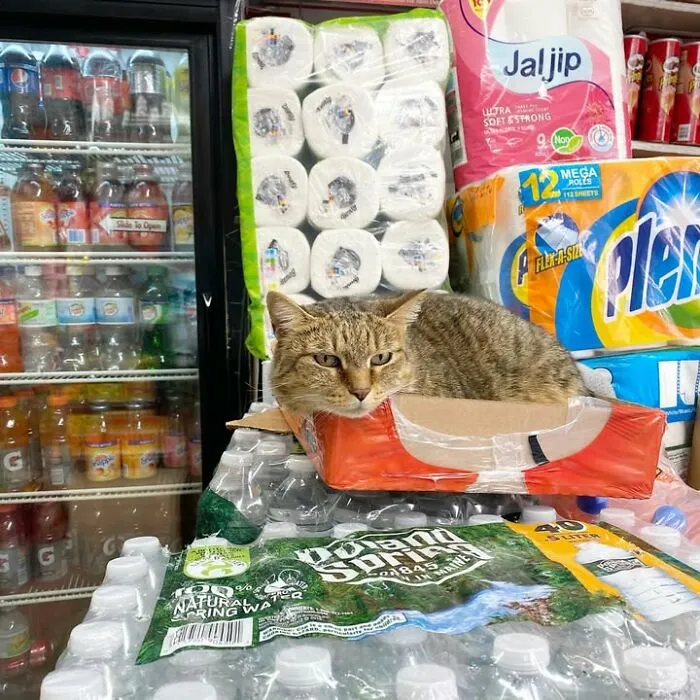 Striped bodega cat lying in cardboard box near toilet paper packs in NYC store