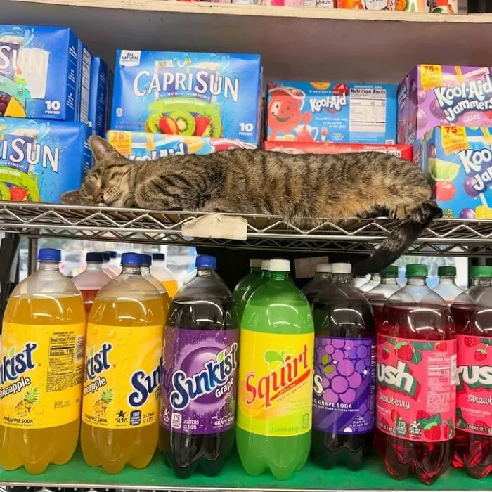 Tabby bodega cat sleeping on shelf above colorful soda bottles in NYC bodega