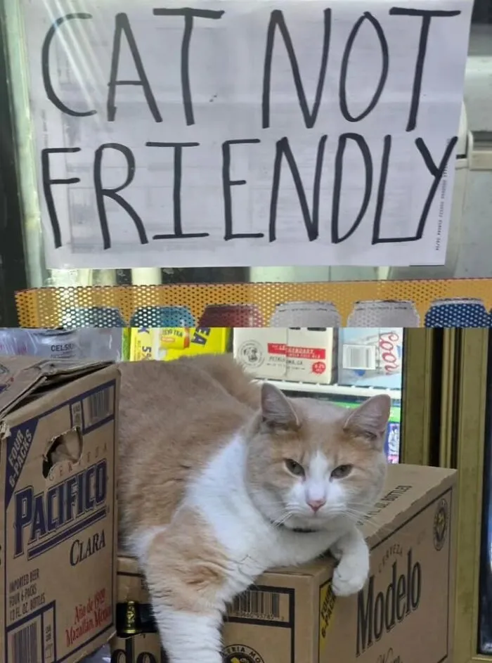 Light brown and white NYC bodega cat lounging on beer boxes under a cat not friendly sign