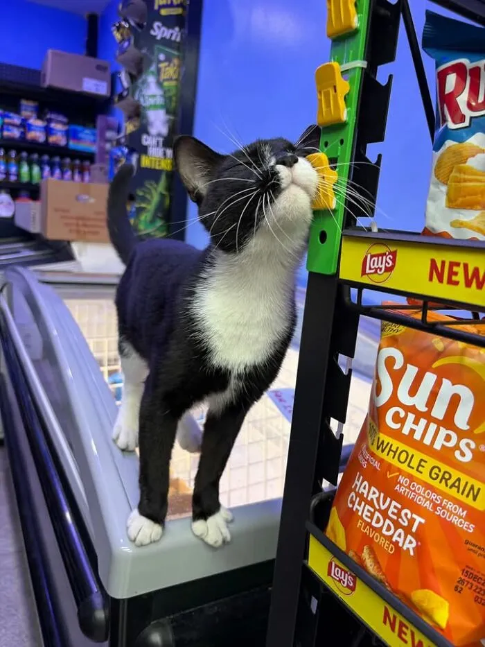 Black and white NYC bodega cat sniffing near chip racks inside a NYC bodega