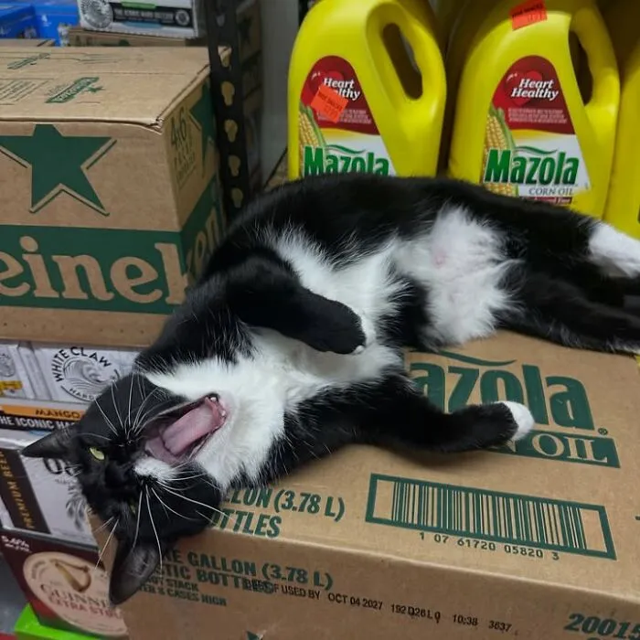 Black and white bodega cat lying on Mazola oil box yawning inside NYC bodega