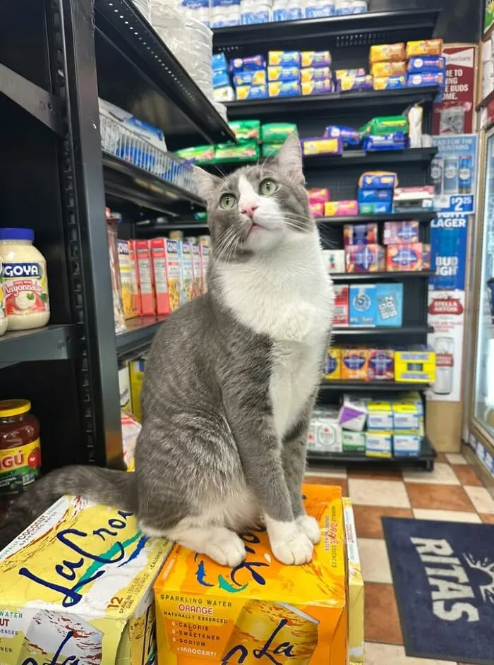 Gray and white bodega cat sitting on LaCroix sparkling water cases in NYC store