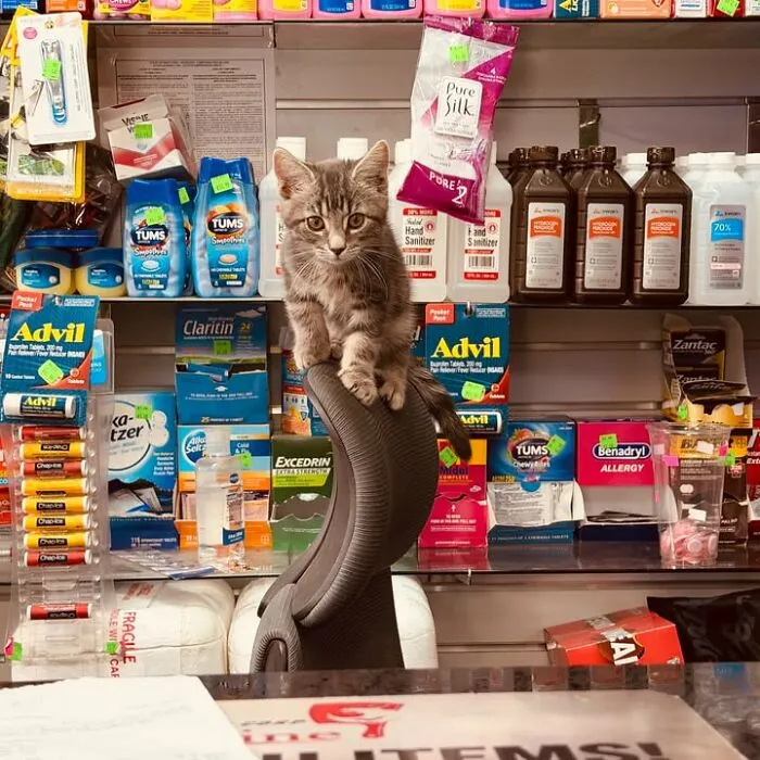Curious kitten perched on chair back in NYC bodega