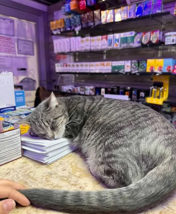 Sleeping gray tabby cat lying on papers inside NYC bodega