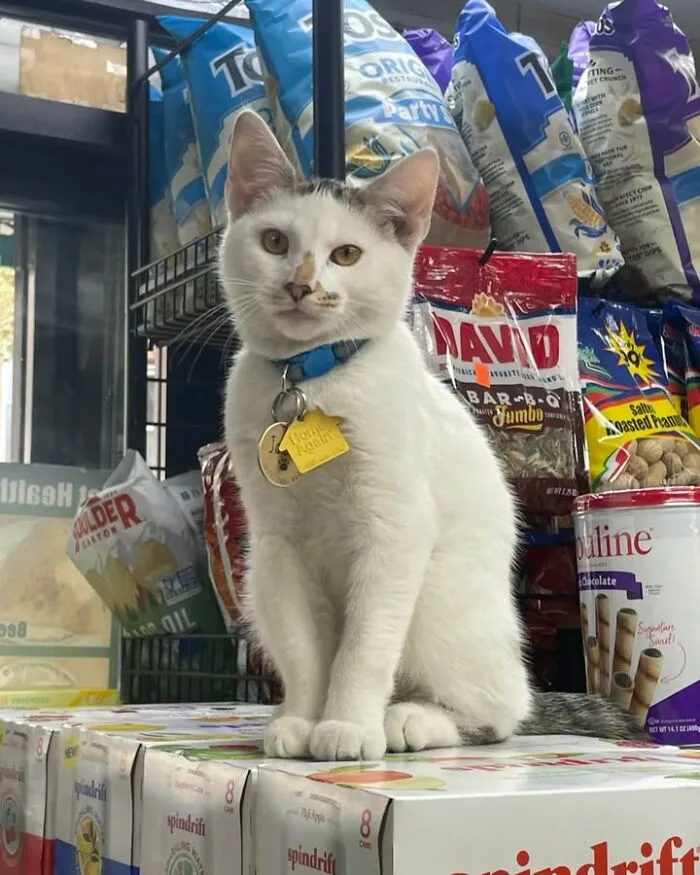 White cat with black markings wearing collar inside NYC bodega