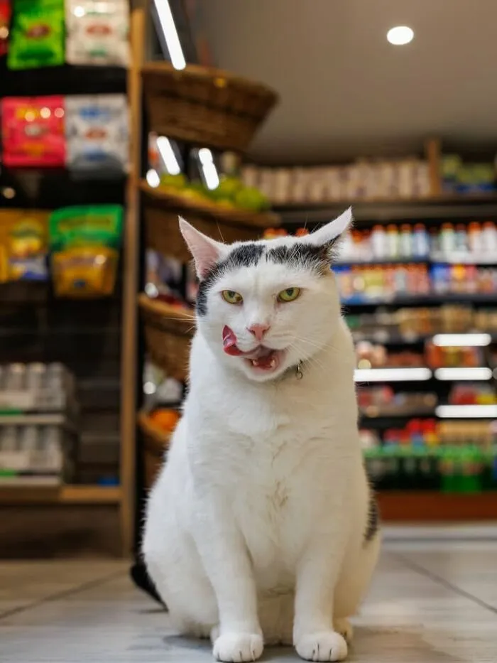 White and black NYC bodega cat licking lips inside a store