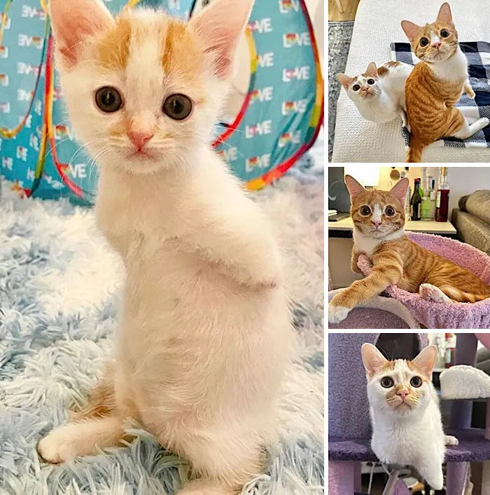 A collage showing inspiring stories of cats, featuring a brave orange and white two-legged kitten standing upright.