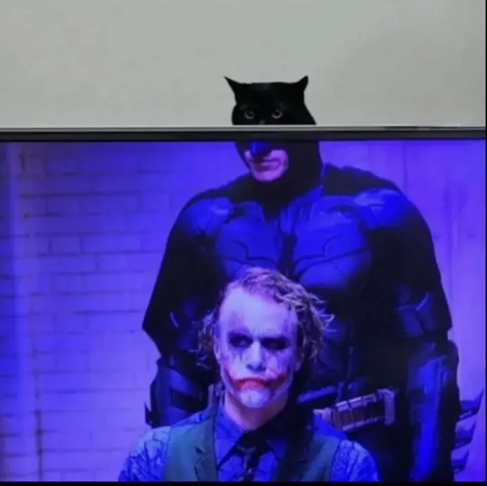 A black cat peeking over a TV screen aligned perfectly with Batman, one of many absurd moments.