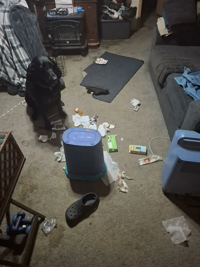 Black dog sitting beside a living room mess with scattered trash on carpet