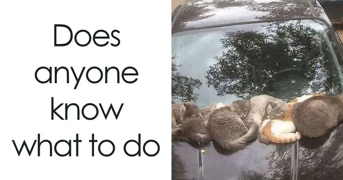 63 Memes That Need Absolutely Zero Context To Be Funny