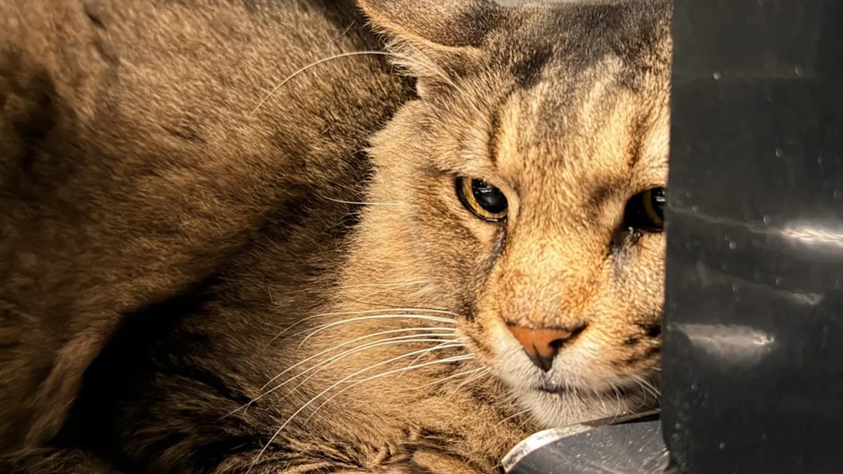 Man Adopts A Senior Cat Overlooked For 12 Years, And Netizens Can’t Get Enough Of His Progress