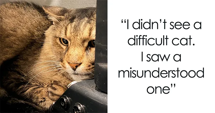Man Adopts A Senior Cat Overlooked For 12 Years, And Netizens Can’t Get Enough Of His Progress