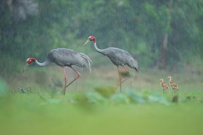 Two cranes and chicks walking in rain wildlife photo