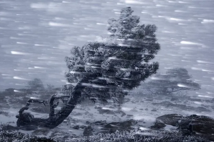 Tree bending in strong snowy wind captured in Siena International Photo Awards