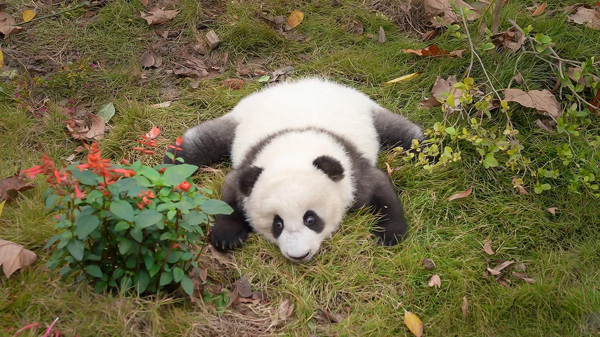 This Panda Cub’s Adorable Little Run Deserves To Be Watched On Repeat, As Shared By This Page
